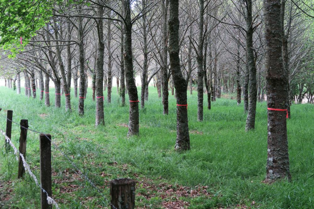 Imagen La Universidad de Oviedo participa en una investigación que revela que el impacto de la avispilla en el crecimiento de los castaños es menor en plantaciones espaciadas que en masas de monte bajo