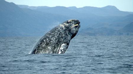 Ballena web