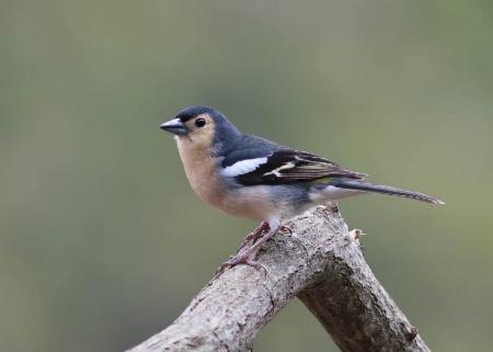 Fringilla coelebs bakeri, foto de Aurelio Martín web