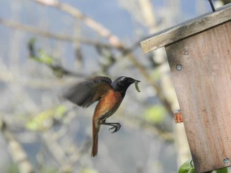 Caja nido para aves insectívoras en una pumarada, ocupada por colirrojo real Phoenicurus phoenicurus, autor, Antonio López, web