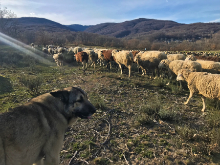 3 Perros guardianes de ganado trabajando en Sanabria. Foto. Hanna Pettersson g