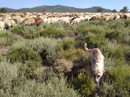 4 Perro guardián protegiendo al rebajo. Foto. López-Bao g