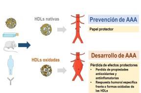 Imagen La oxidación de las lipoproteínas que transportan el colesterol ‘bueno'...