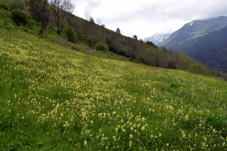 Prado de siega en los Pirineos G