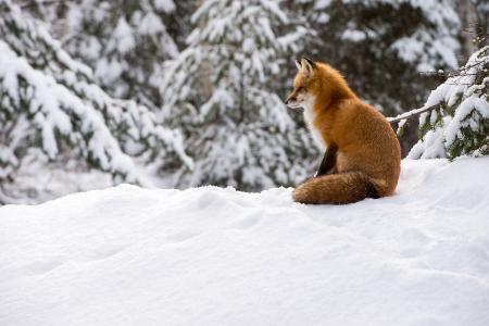 zorro, nieve, mamífero