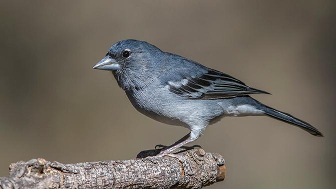 Imagen Una investigación de la Universidad de Oviedo abre una vía de esperanza para la conservación de aves amenazadas por la crisis climática