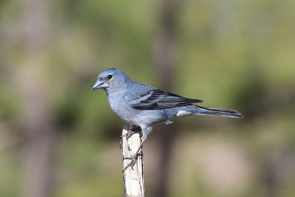 Imagen La Universidad de Oviedo revisa los procesos de diferenciación que dan lugar a nuevas especies de aves en islas oceánicas