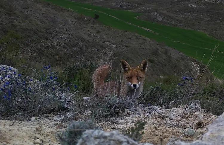 Imagen Investigadores de la Universidad de Oviedo evalúan los datos oficiales sobre envenenamiento de fauna silvestre