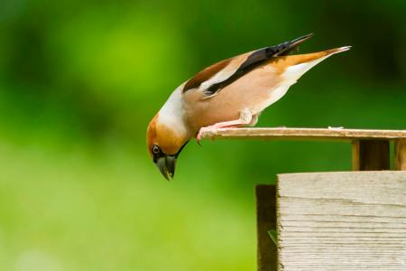 Picogordo (Coccothraustes coccothraustes), de Agustina Fernández