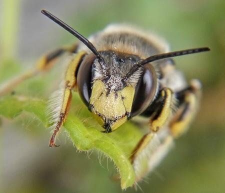 El descanso de un macho de Anthidium manicatum, de Jairo Robla Suárez